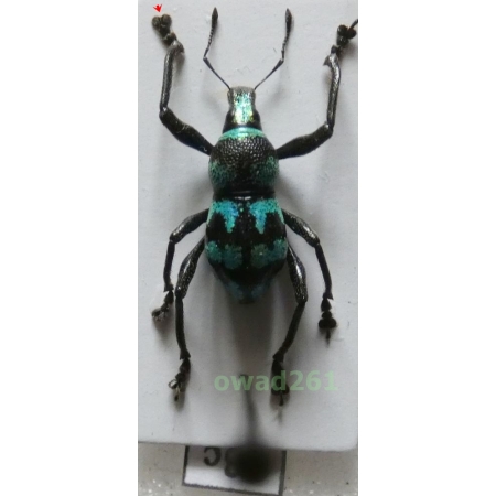 Metapocyrtus lindabonus W.Schultze, 1922 male Philippines13c
